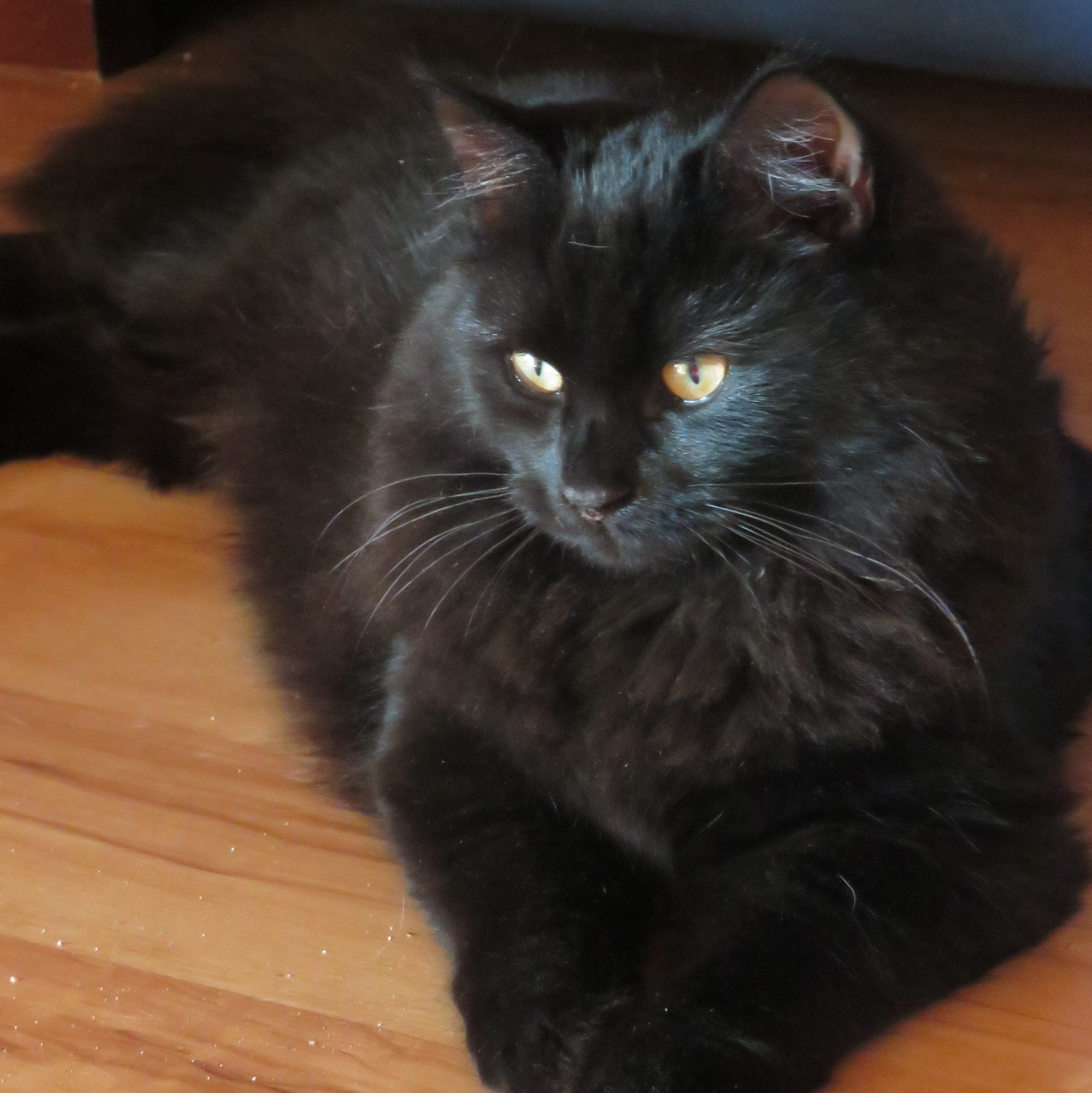 Chatte sibérienne