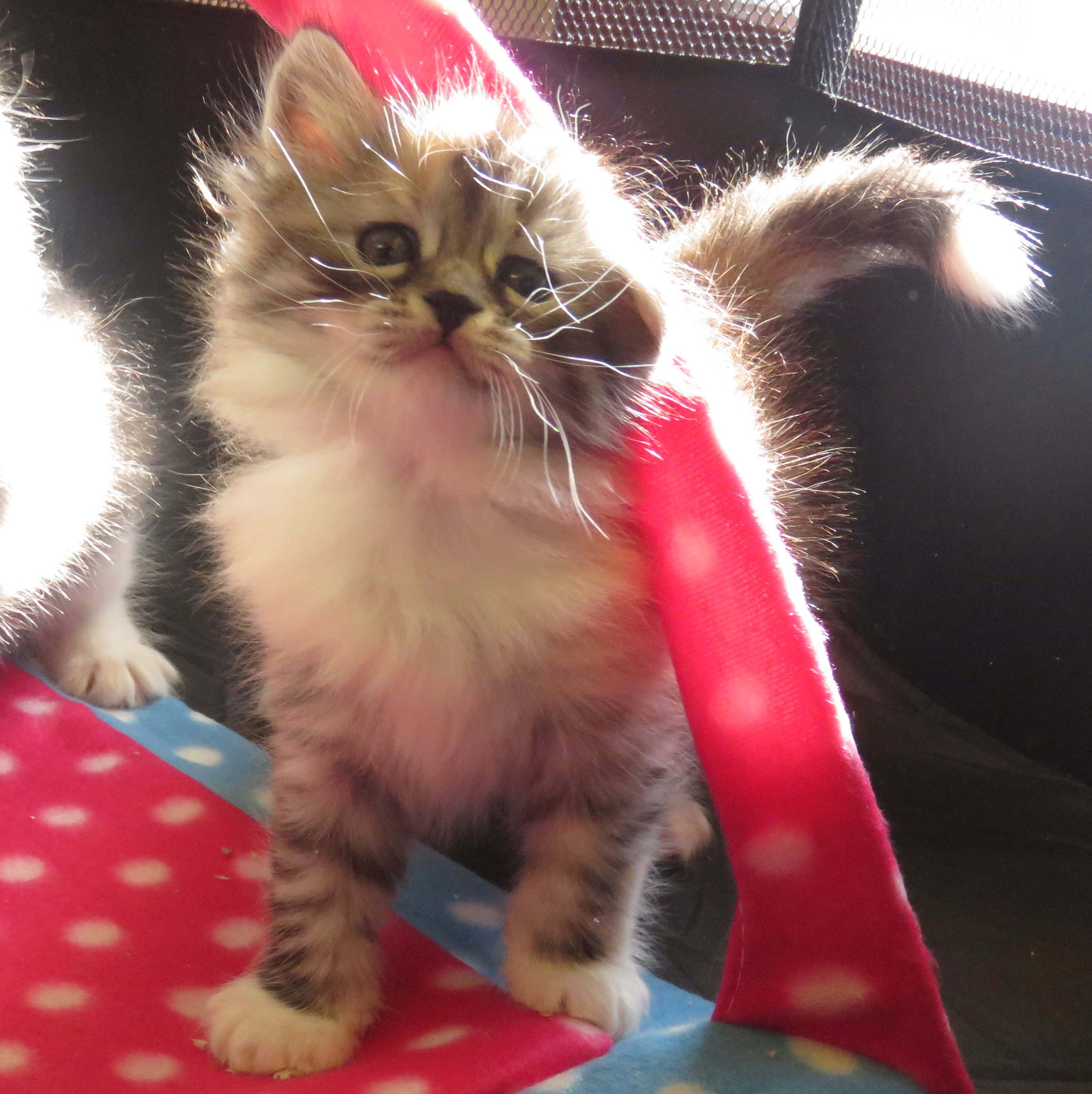 Chatonne Sibérienne