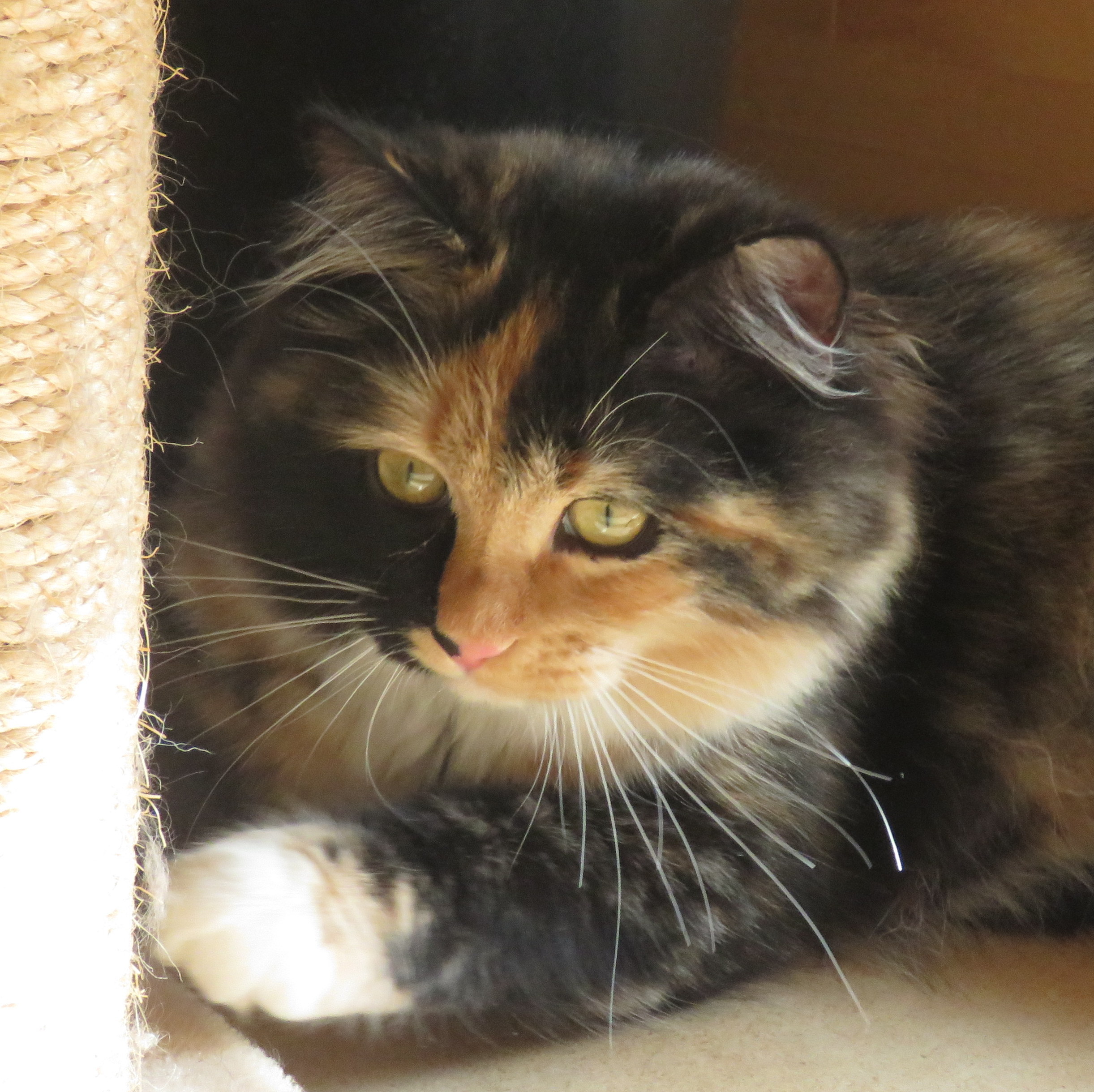 Chatonne Sibérienne