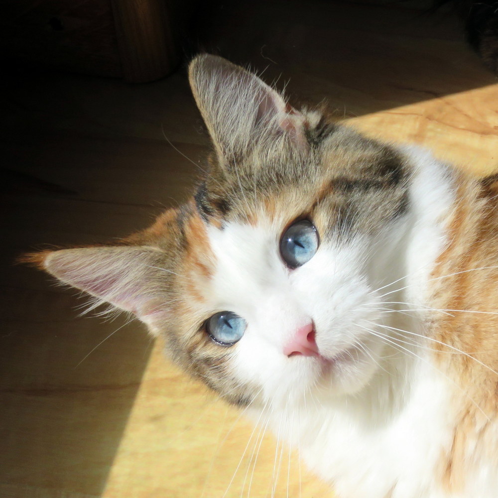 chat noir aux yeux bleus