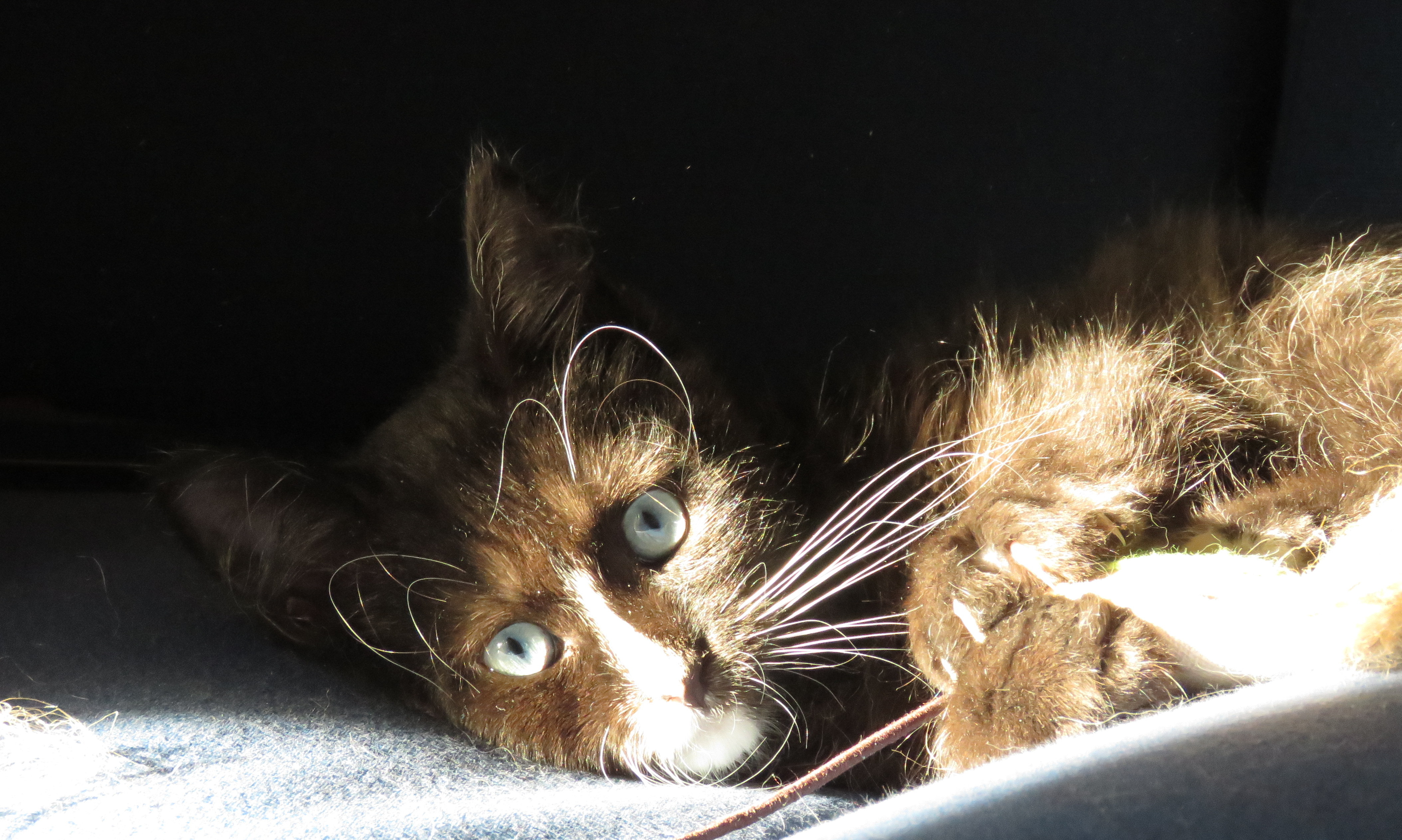 chat noir aux yeux bleus