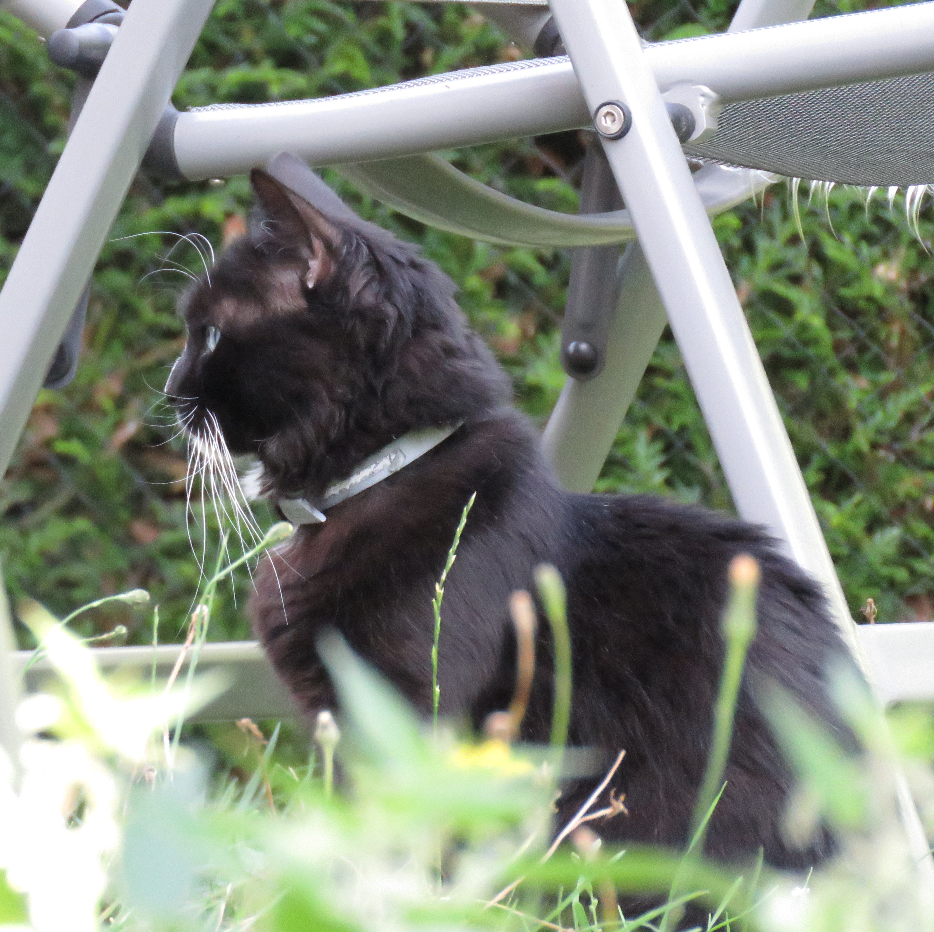 chat noir aux yeux bleus