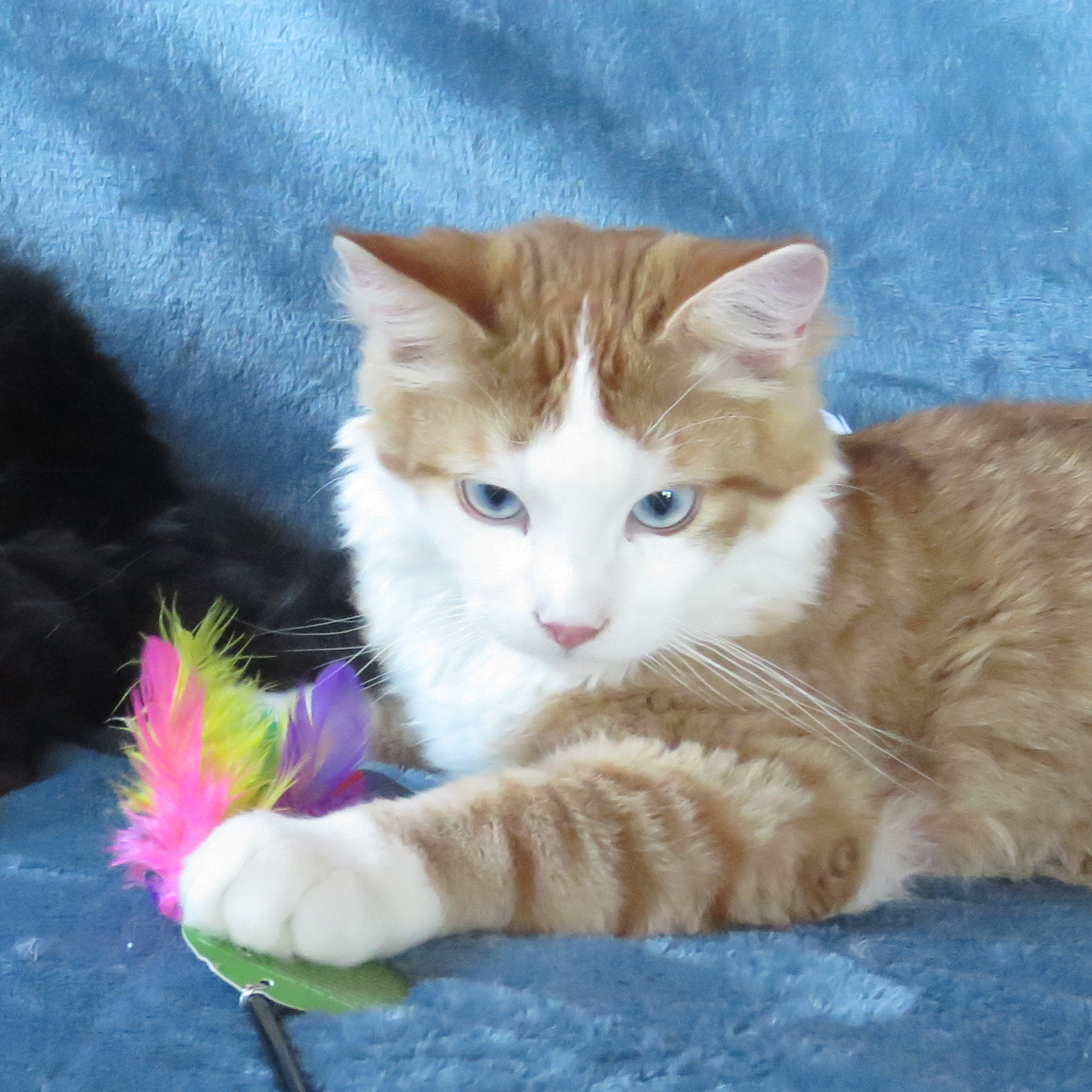 chats aux yeux bleus